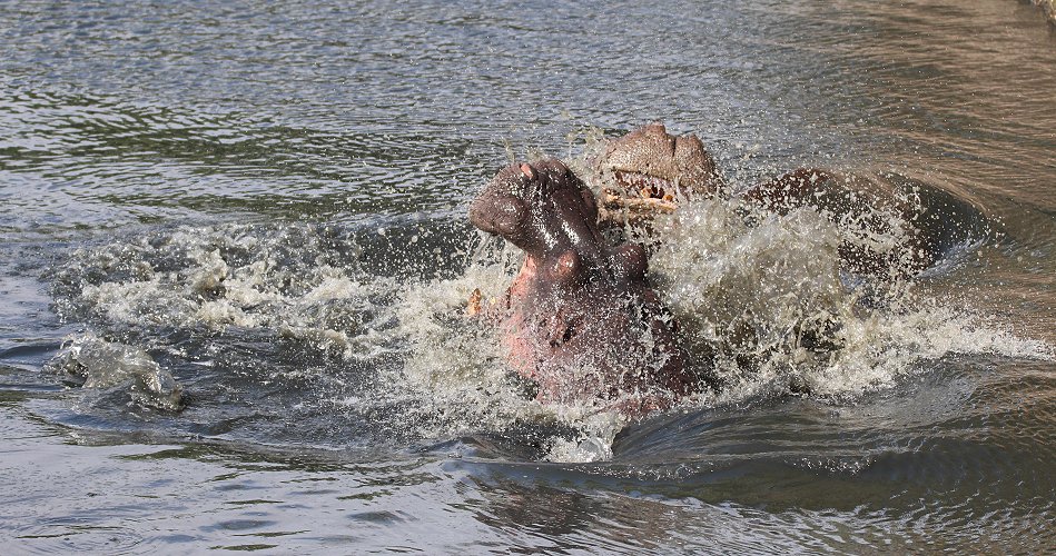kämpfende Flusspferde im Ol Are Orok