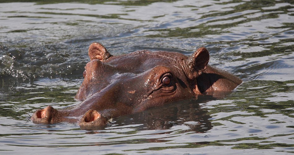 kämpfende Flusspferde im Ol Are Orok