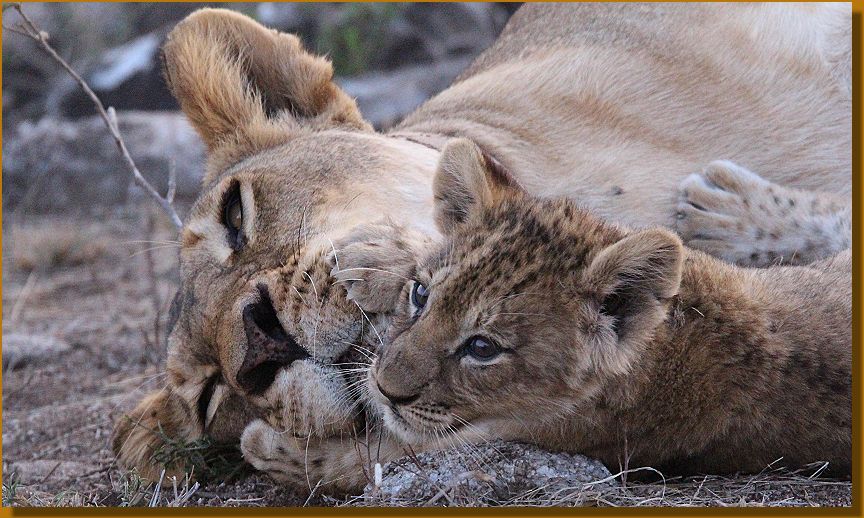 verschmuste Löwenbabys im Lumo Conservancy
