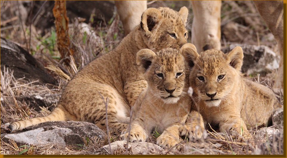 Löwen im Lumo Conservancy