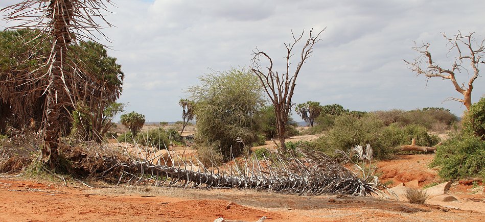 Tsavo Ost National Park