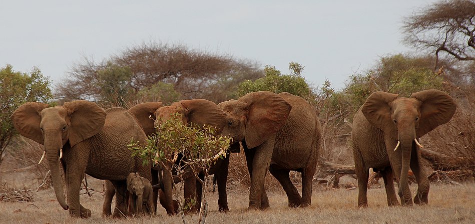 Elefanten im Tsavo Ost