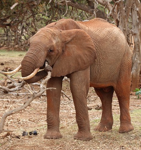 Elefanten im Tsavo Ost