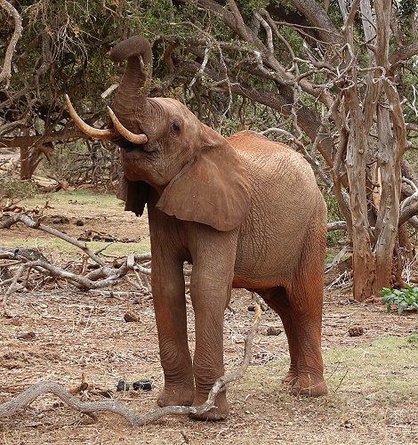 Elefanten im Tsavo Ost