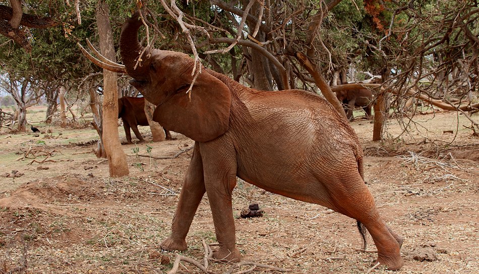 Elefanten im Tsavo Ost