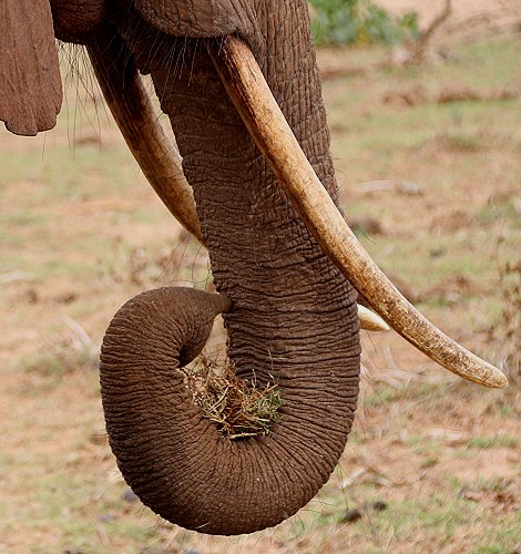 Elefanten im Tsavo Ost