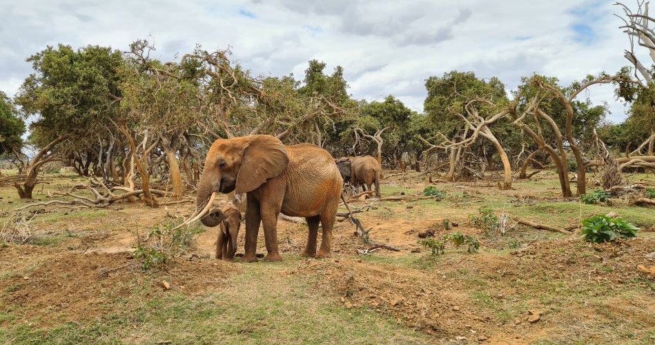 Elefanten im Tsavo Ost
