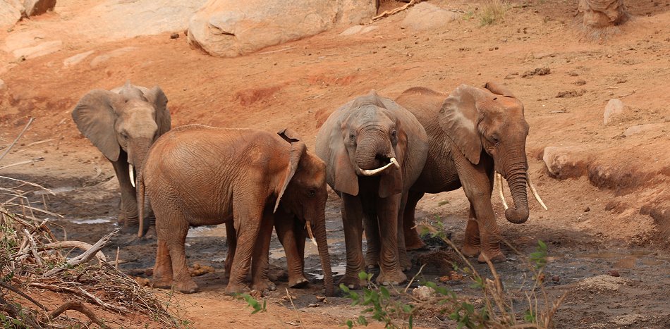Tsavo Ost National Park