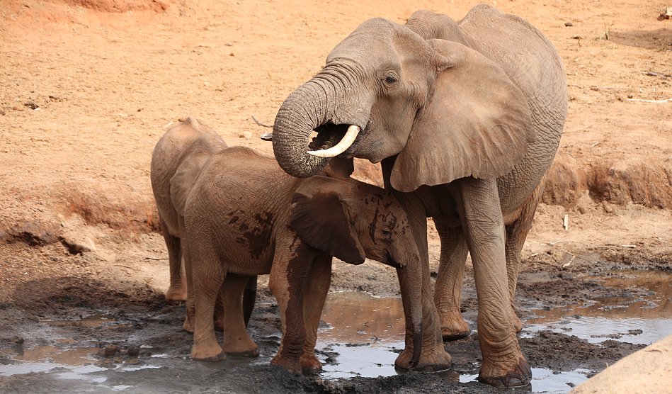 Tsavo Ost National Park