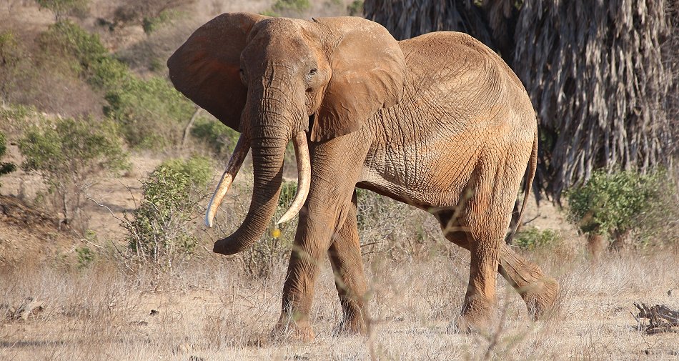 Tsavo Ost National Park, Elefant