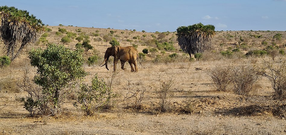 Tsavo Ost National Park, Elefant