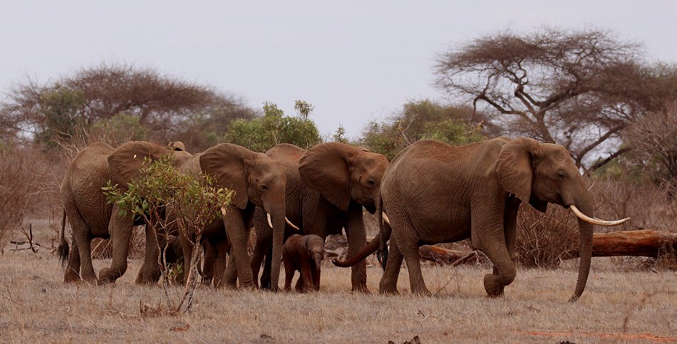 Elefanten im Tsavo Ost