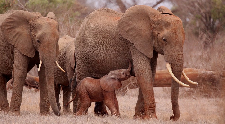 Elefanten im Tsavo Ost