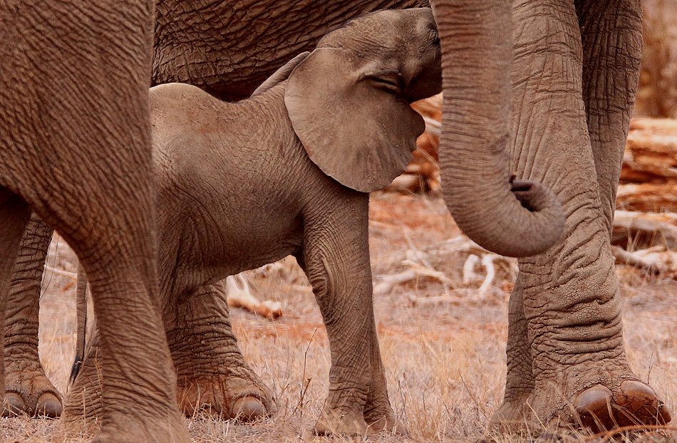 Elefanten im Tsavo Ost