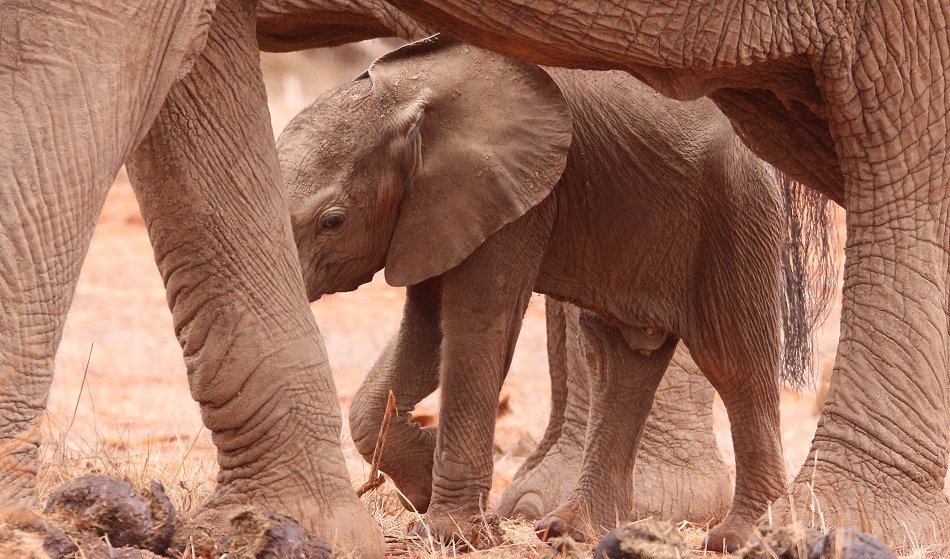 Elefanten im Tsavo Ost