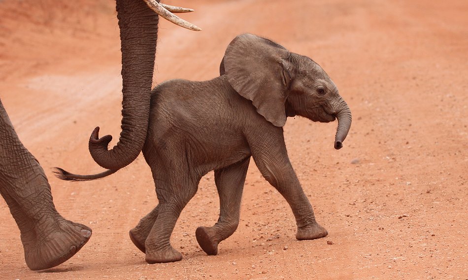 Elefanten im Tsavo Ost