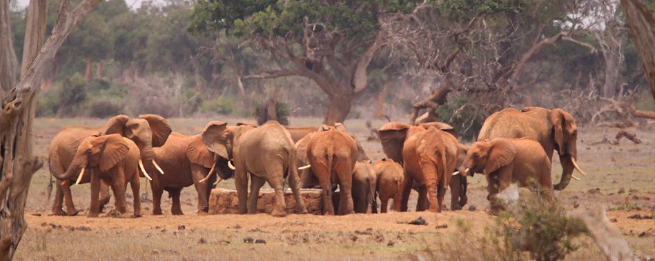 Elefanten im Tsavo Ost