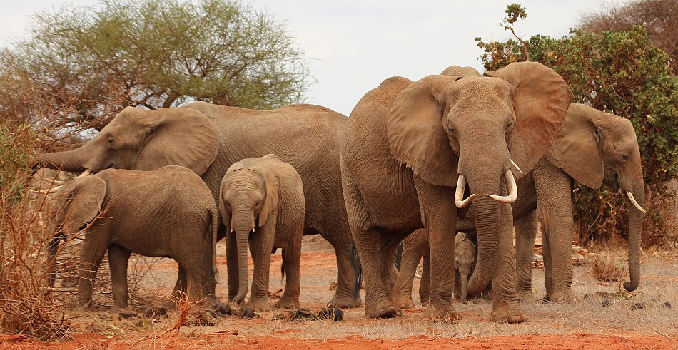 Elefanten im Tsavo Ost