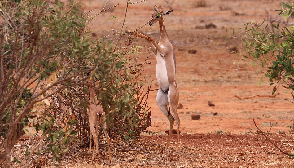 Gerenuk