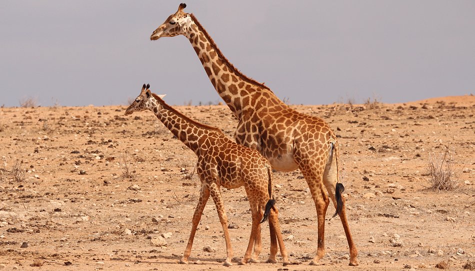 Masai Giraffen im Tsavo Ost National Park