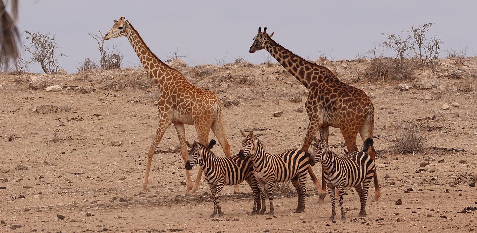 Masai Giraffen im Tsavo Ost National Park