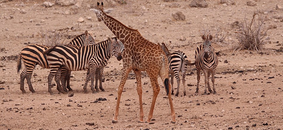 Masai Giraffen im Tsavo Ost National Park