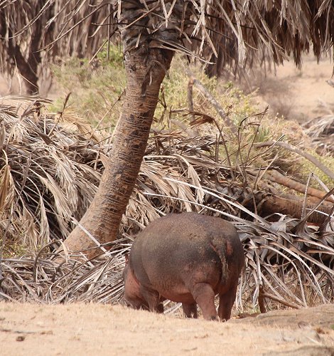 Flusspferd in der Dürre des Tsavo Ost National Parks