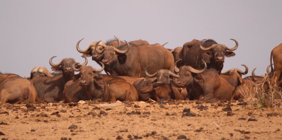 Kaffernbüffel im Tsavo Ost