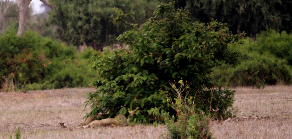 Löwen im Kanderi Swamp, Tsavo Ost