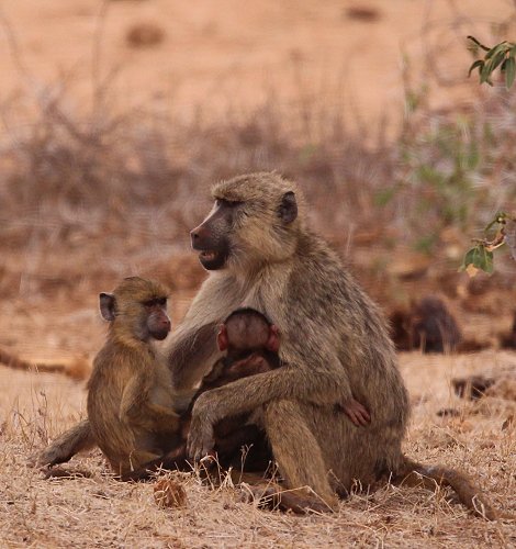 Gelbe Paviane im Tsavo Ost