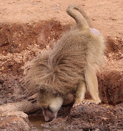 Gelbe Paviane im Tsavo Ost