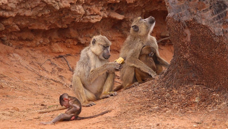 Gelbe Paviane im Tsavo Ost