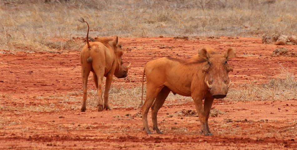 Tsavo Ost, Warzenschweine