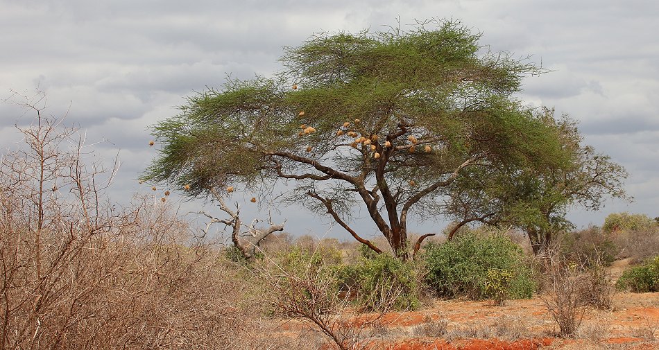 Tsavo Ost National Park