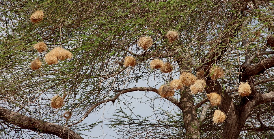 Tsavo Ost National Park