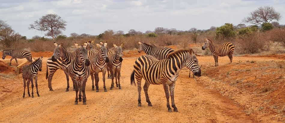 Zebra