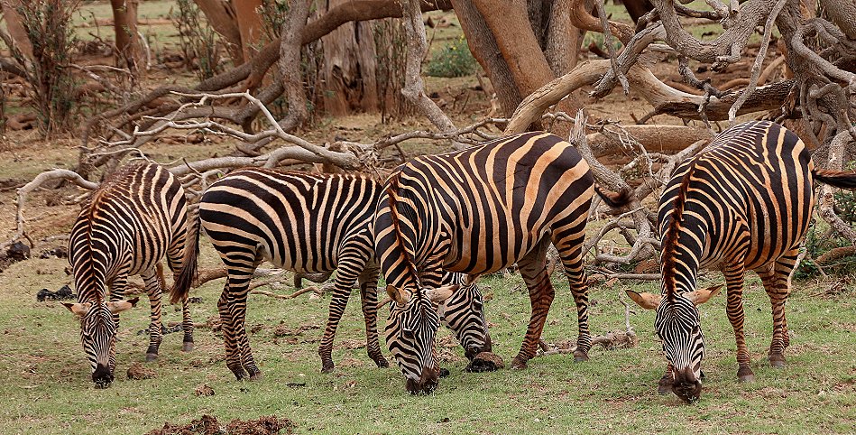 Zebra