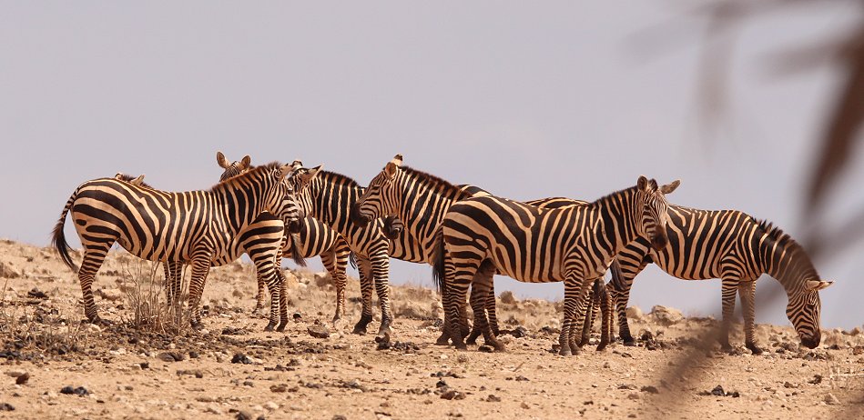 Zebras im Tsavo Ost