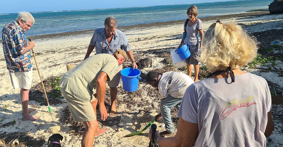 Jumba Beach - Turtle Hatching / Schlupf