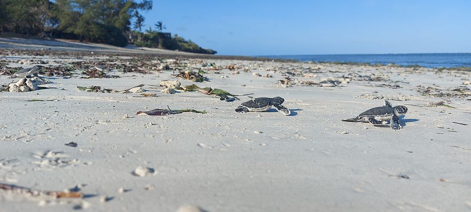 Jumba Beach - Turtle Hatching / Schlupf