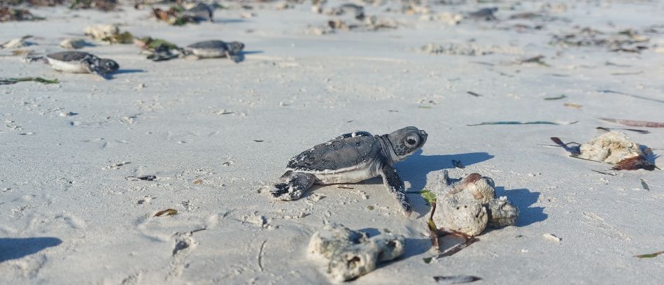 Jumba Beach - Turtle Hatching / Schlupf