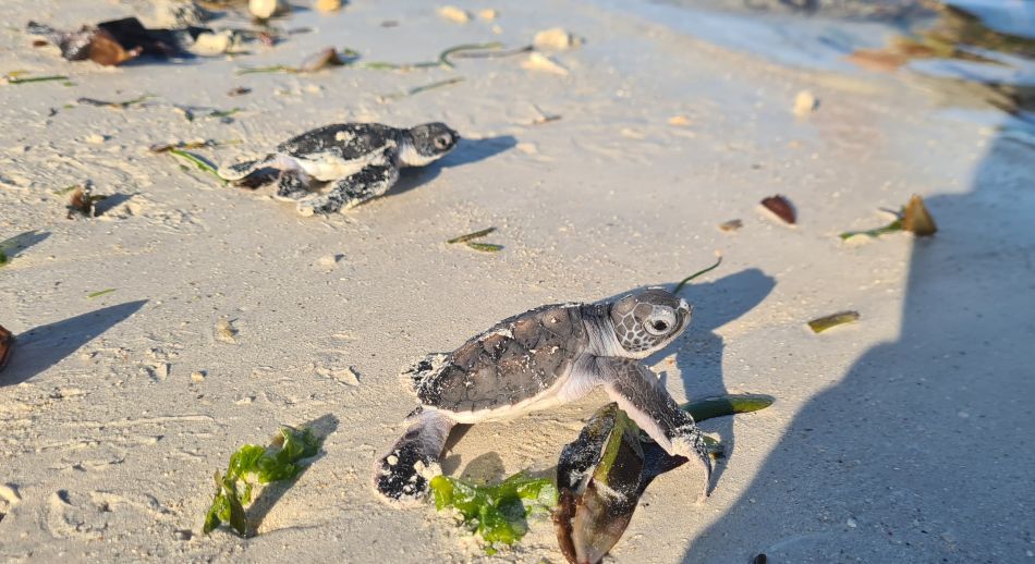 Jumba Beach - Turtle Hatching / Schlupf