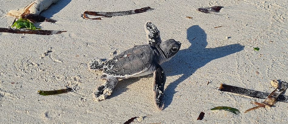 Jumba Beach - Turtle Hatching / Schlupf