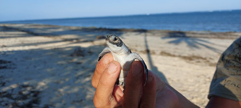 Jumba Beach - Turtle Hatching / Schlupf