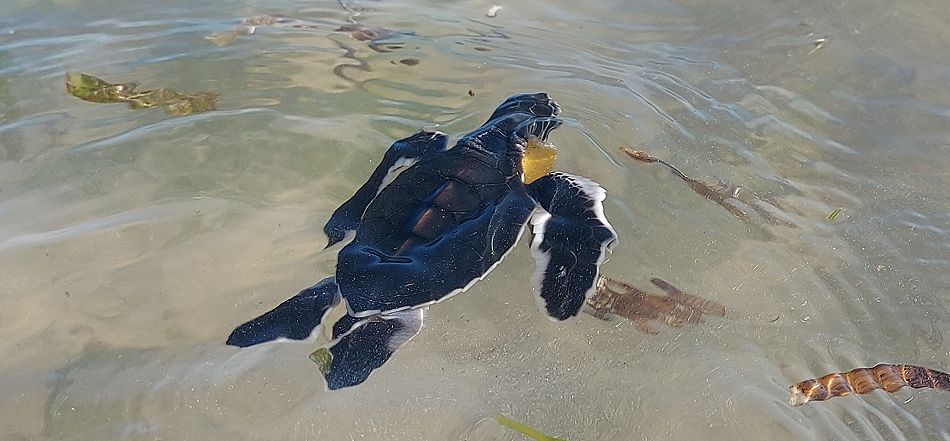 Jumba Beach - Turtle Hatching / Schlupf