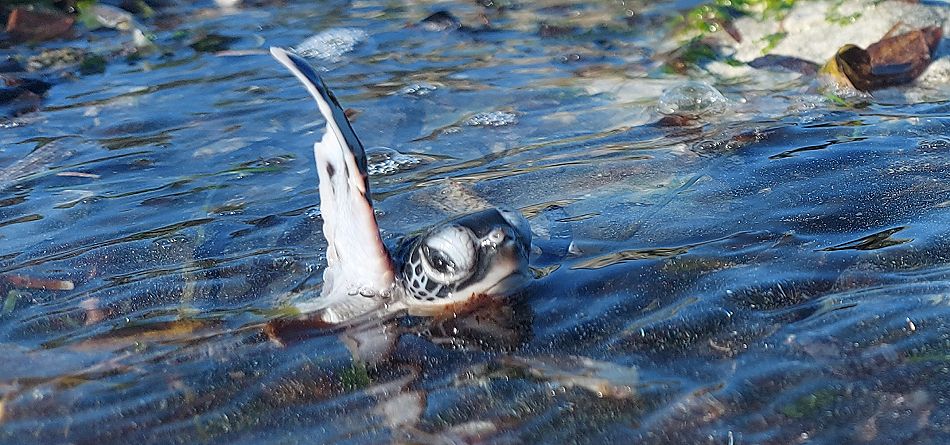 Jumba Beach - Turtle Hatching / Schlupf