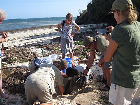 Jumba Beach - Turtle Hatching / Schlupf