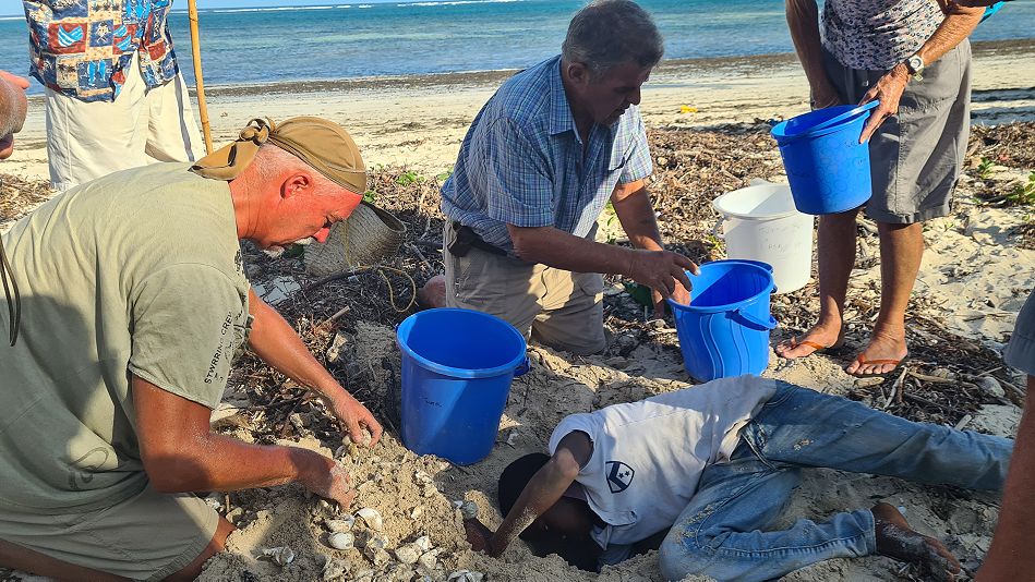 Jumba Beach - Turtle Hatching / Schlupf