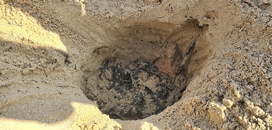 Jumba Beach - Turtle Hatching / Schlupf