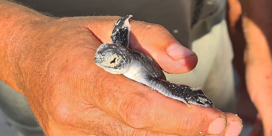 Jumba Beach - Turtle Hatching / Schlupf
